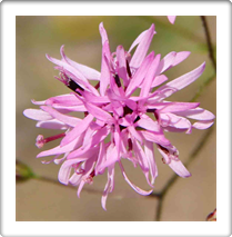 Austin Wildflowers