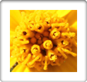 Macro Photography By DAPACU