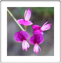 Austin Wildflower Photography