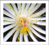 Flora Photography