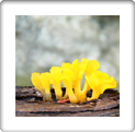 Austin Tx Wildlife Photography