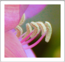 FLORA  Photography